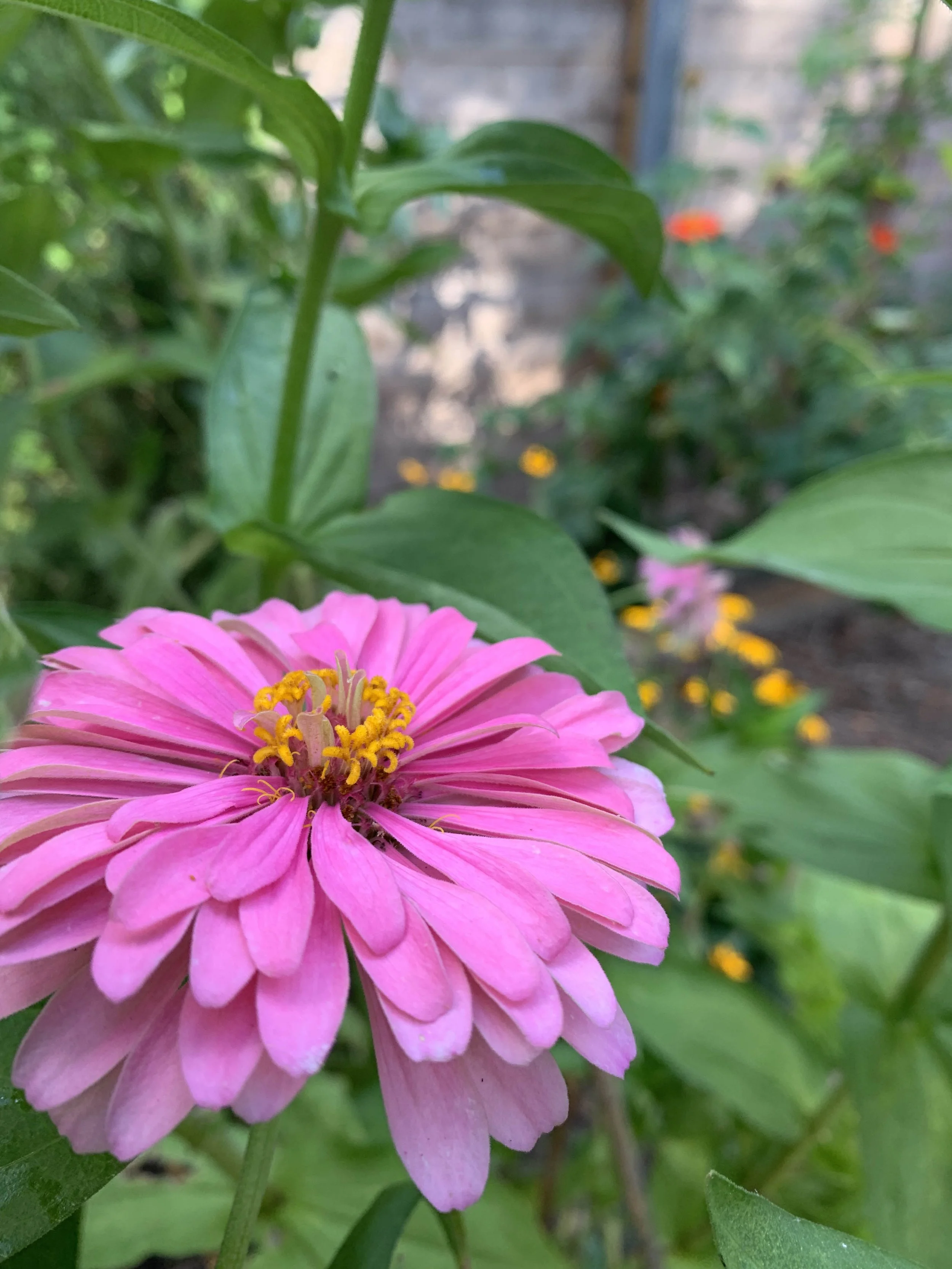 Joy Max Giant Zinnia Mix — Joy Max Jardín